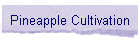 Pineapple Cultivation